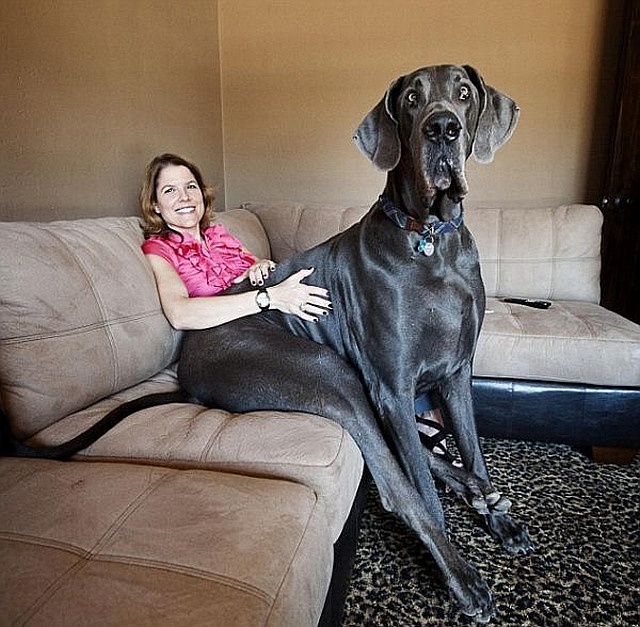 George - najwyższy pies na świecie
